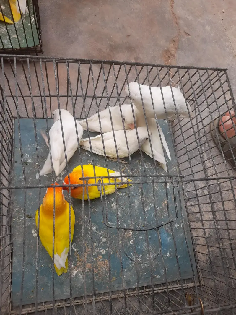 love birds — photo 3