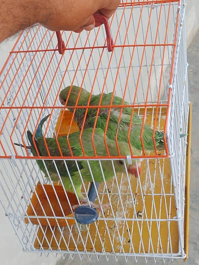 Parrots available for sale
