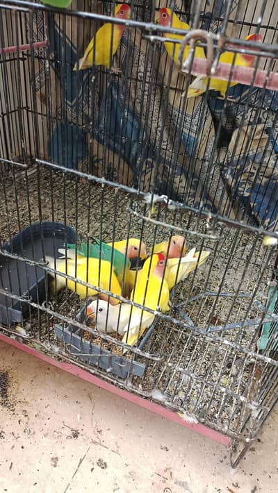 lotino for sale