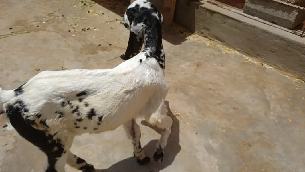 female goat — photo 2