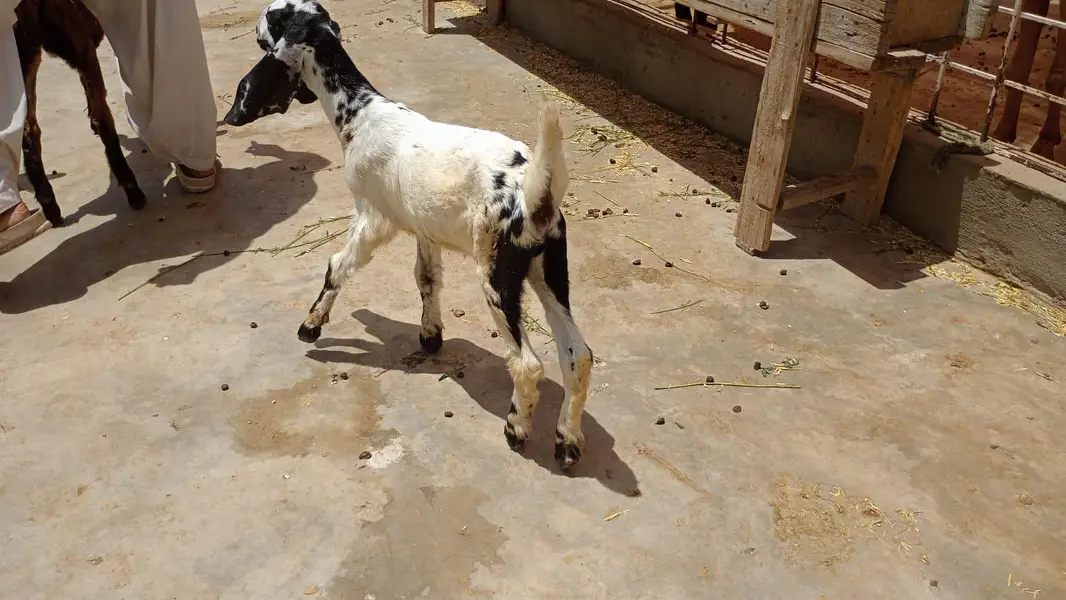 female goat — photo 3