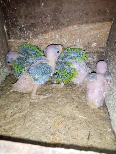 Green parrot chicks for sale
