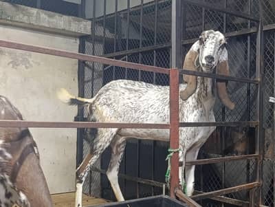 Makhi Cheeni Breeding Doe | Proven Mother | Tall & Healthy