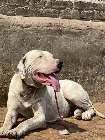 Bully Female Best For Breed