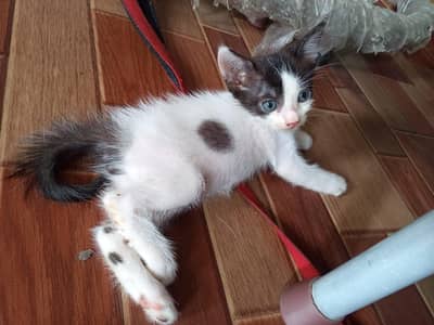 semi Persian kitten