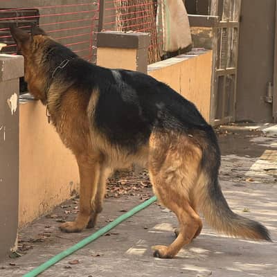 German shepherd