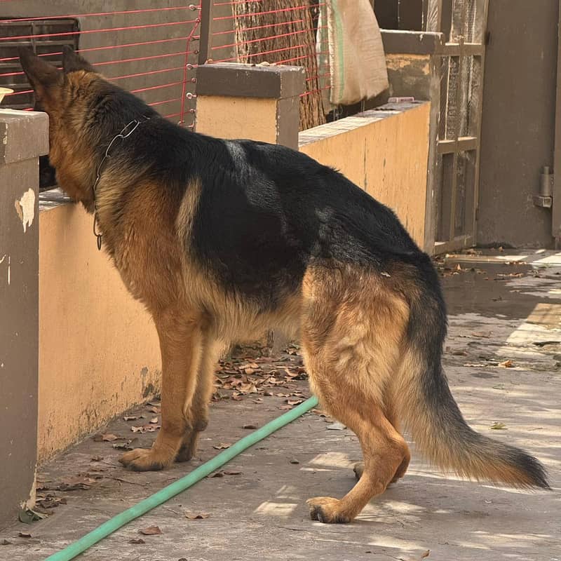 German shepherd 0
