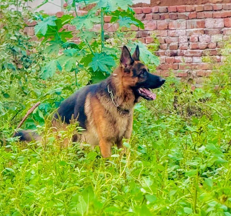 German shepherd 1