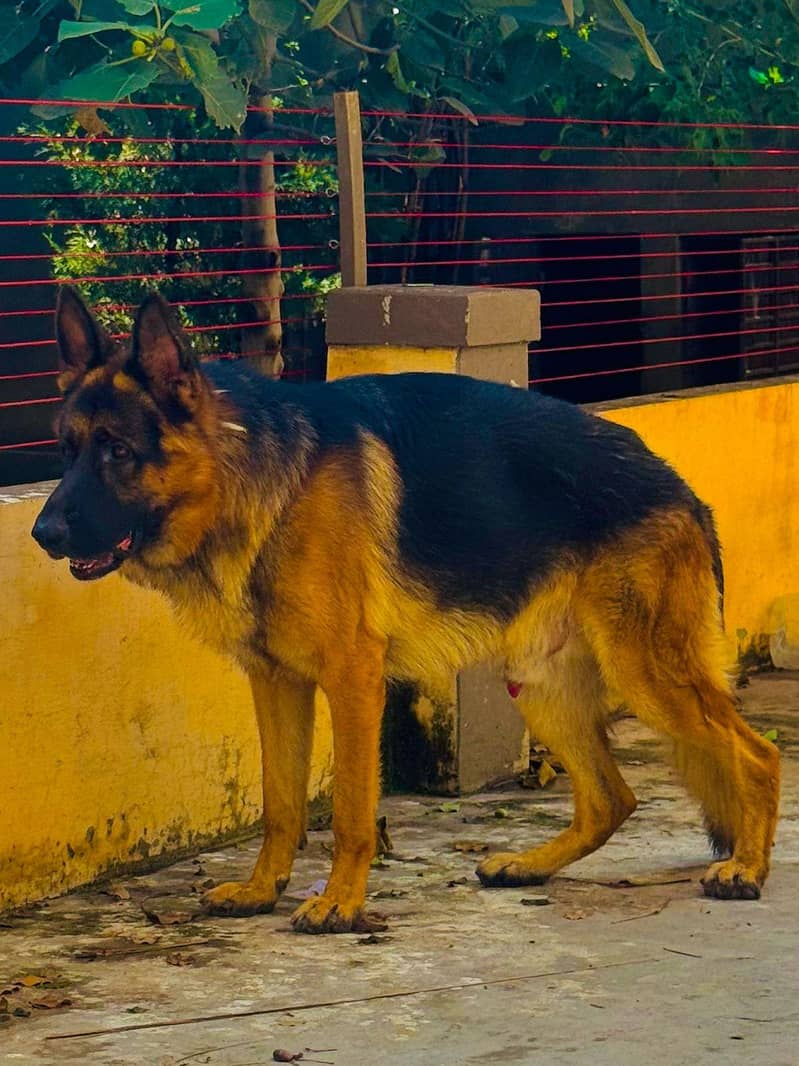 German shepherd 2