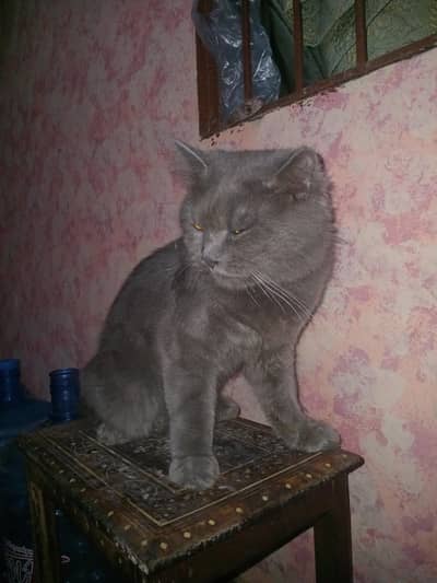 Pure Breed Persian Kittens Available for Loving Homes