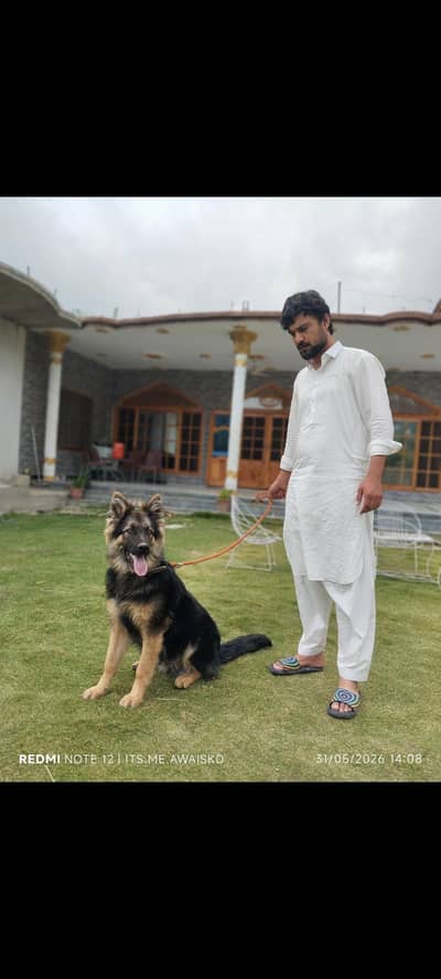 long coat German shepherd