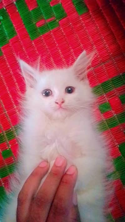 persion female kiitten  litter train healthy   play ful 03262647507
