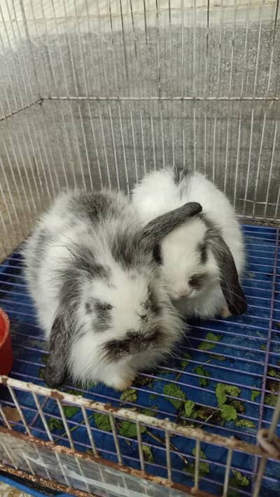 Holland loops bunnies for sale