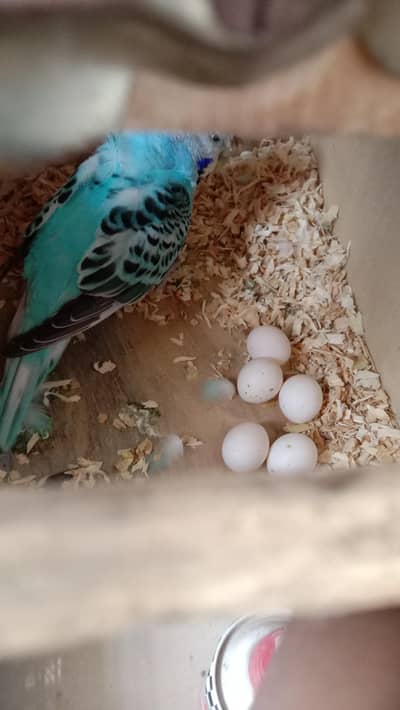 backfrill breeder pair