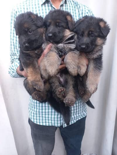 Non Ped Pups