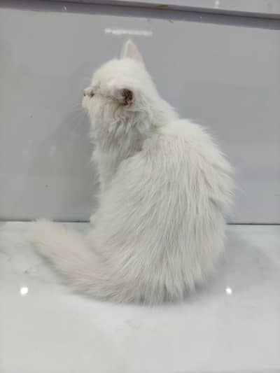 Triple coated white male and chocolate brown female kittens