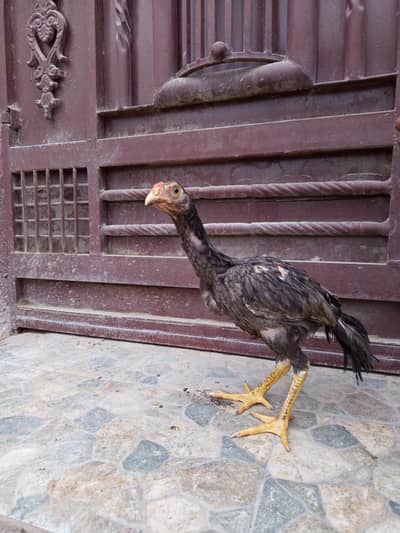 Asil Murghi Chicks