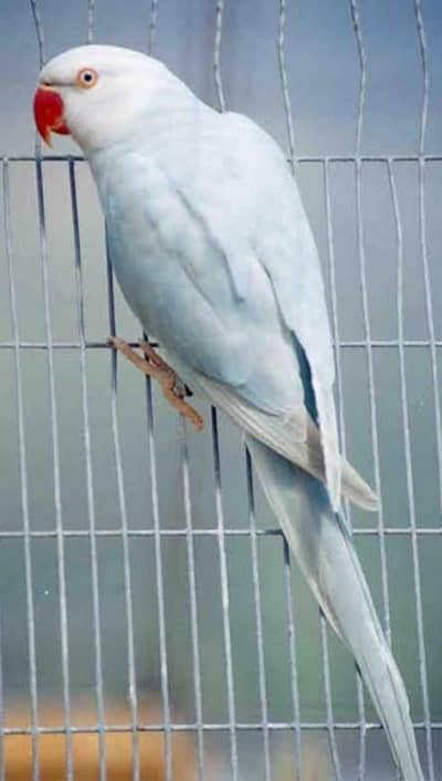 Blue Ringneck / Blue Lacewing Ringneck / Mitthu / Parrot