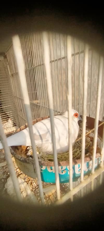 Diamond pied and other pied colours available healthy and active birds