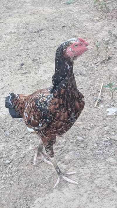 Aseel hen