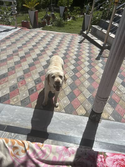 Labrador Female