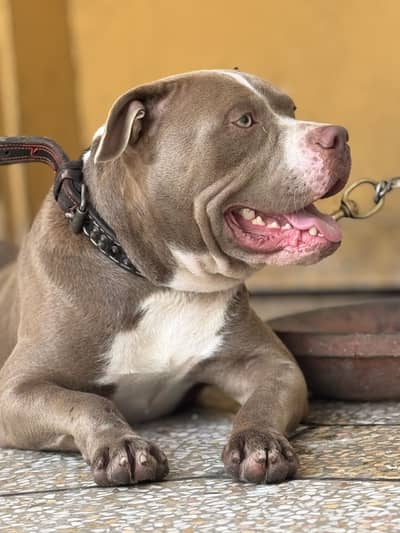 Pure American PittBull Orignal