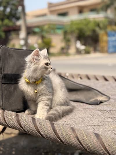Triple coated persian Kitten