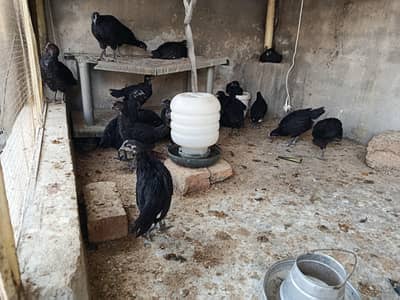 Australorp chicks available for sale