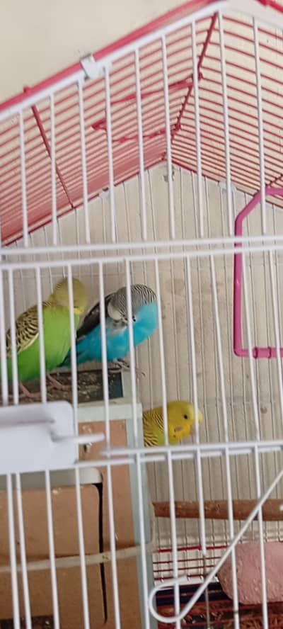 Australia parrot