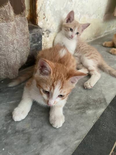 Persian cats