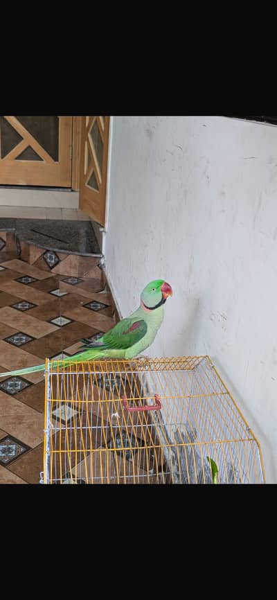 Raw parrot male