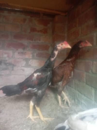 aseel chick for sale ha