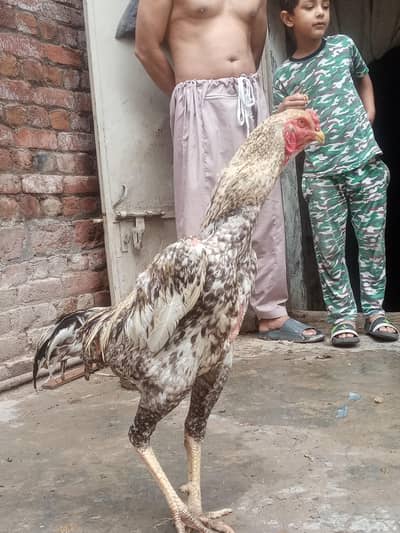 high quality low price shamo pair best