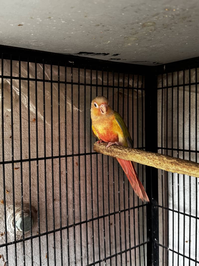 Quality Conures 0