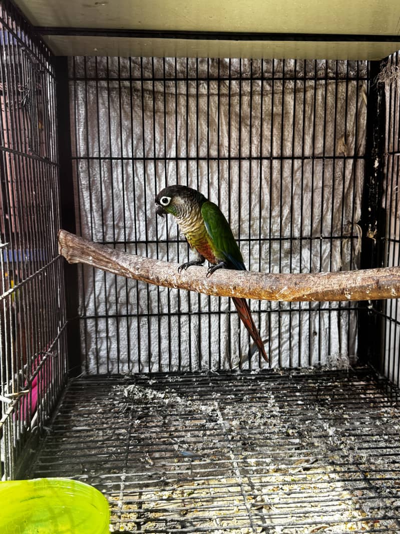 Quality Conures 1