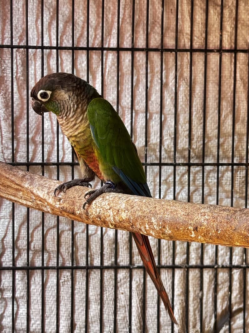 Quality Conures 2