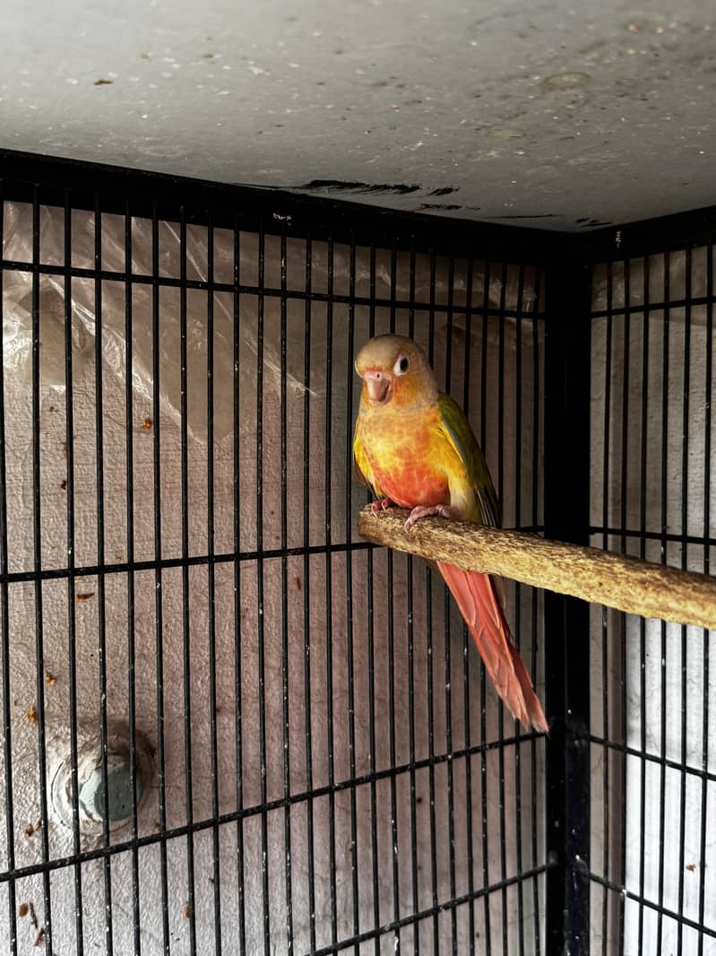 Quality Conures 3