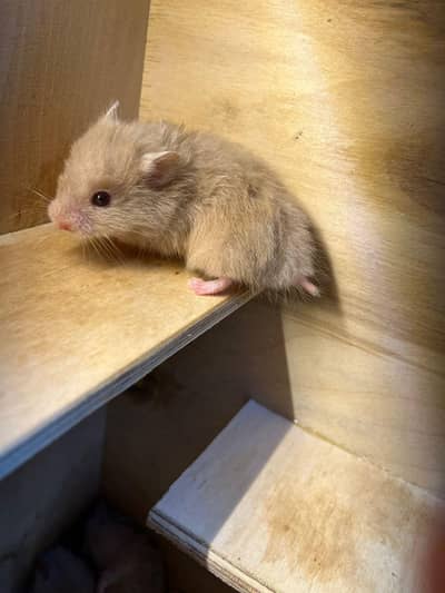hamster and hamster house