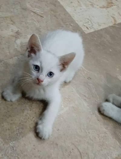 Want to sell persian Kittens