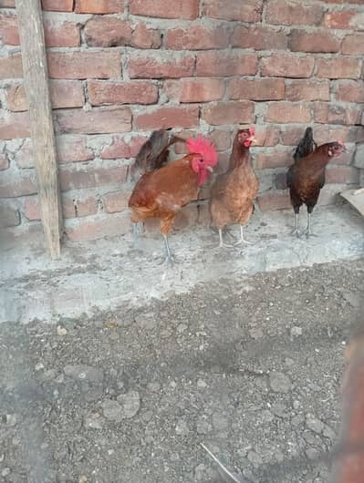 desi hen