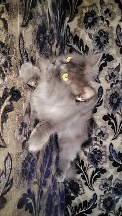 Persian cat color  grey