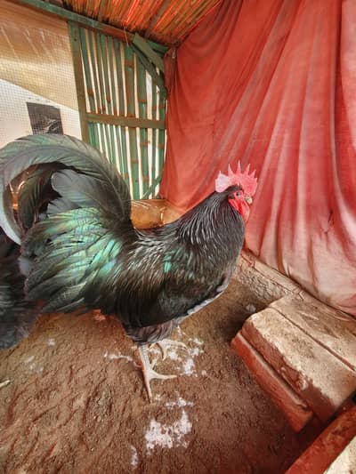 astrolop heritage bread black and blue available