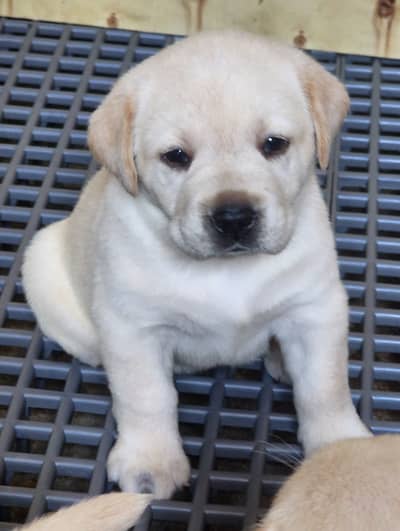 Labrador Retriever Pedigreed Puppies for Sale