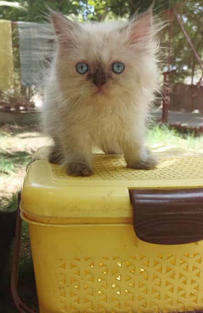 Kitten for sale | kitten | cat |