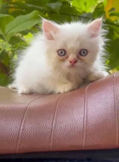 Kitten for sale | kitten | cat |
