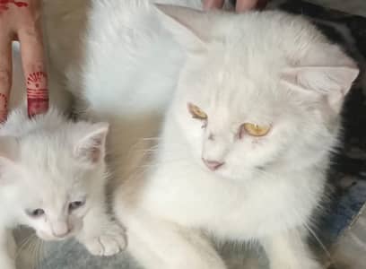 Persian Female kitten with small kitten