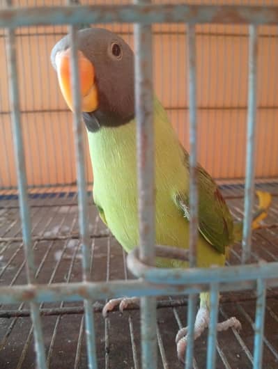Indian plum Female