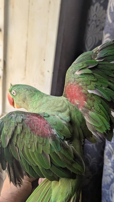 Pahari parrot 