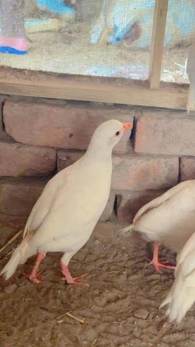 wight albino chkor pair/Eggs and baby chicks 1 week to 1 month