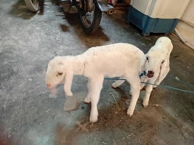 sheep baby